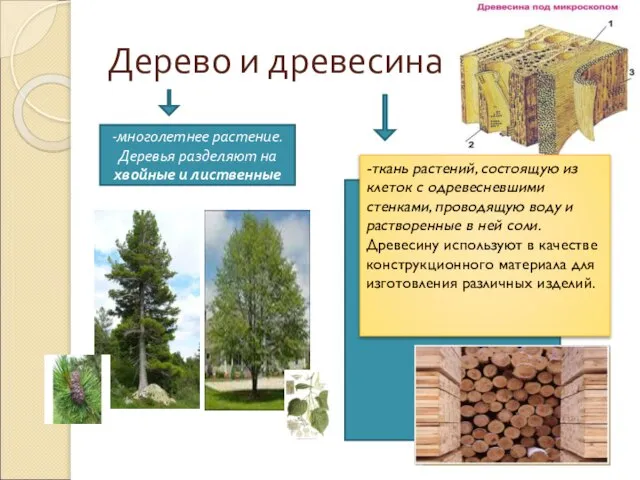 Дерево и древесина -многолетнее растение. Деревья разделяют на хвойные и лиственные -ткань