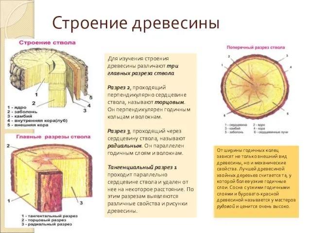 Строение древесины Для изучения строения древесины различают три главных разреза ствола Разрез