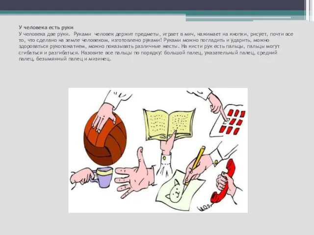 У человека есть руки У человека две руки. Руками человек держит предметы,