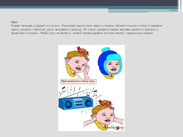 Уши Ушами человек слушает и слышит. Различает различные звуки и голоса. Может