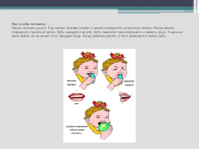 Нос и зубы человека Носом человек дышит. Еще носом человек нюхает и