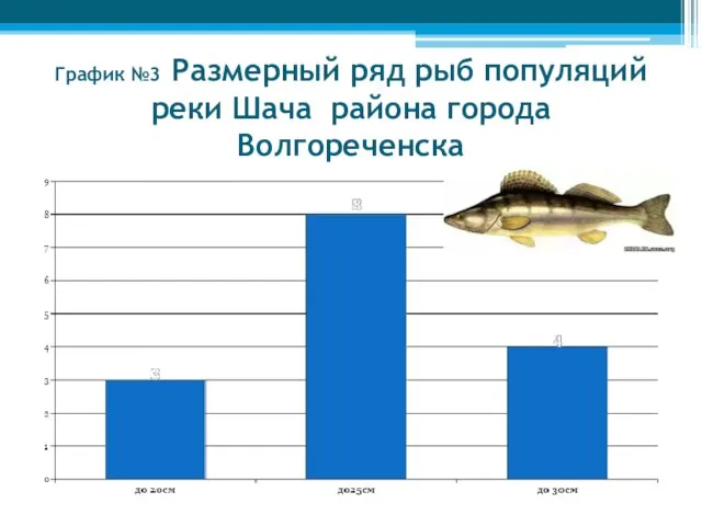 График №3 Размерный ряд рыб популяций реки Шача района города Волгореченска