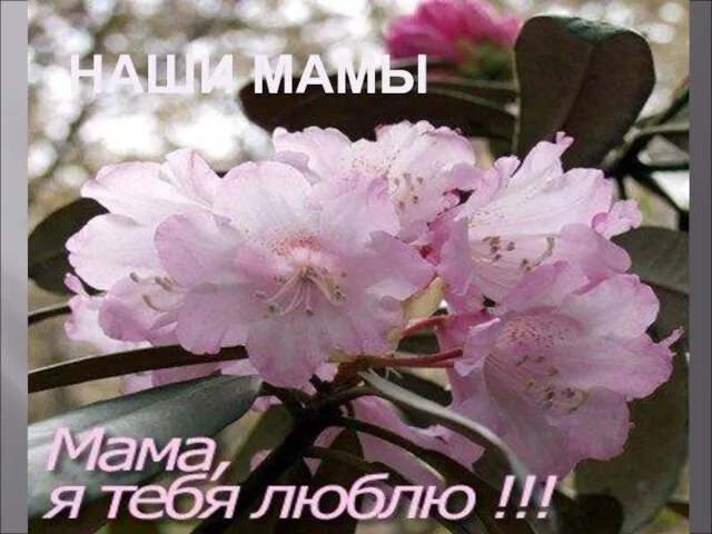 НАШИ МАМЫ