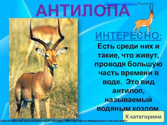 АНТИЛОПА ИНТЕРЕСНО: Есть среди них и такие, что живут, проводя большую часть