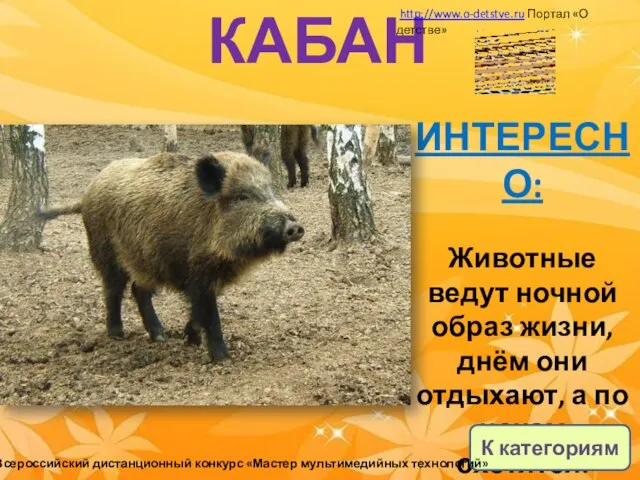 КАБАН ИНТЕРЕСНО: Животные ведут ночной образ жизни, днём они отдыхают, а по