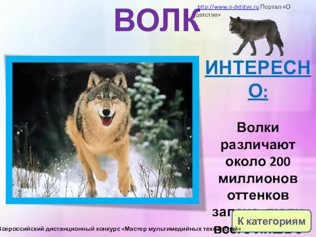 ВОЛК ИНТЕРЕСНО: Волки различают около 200 миллионов оттенков запаха, люди всего лишь