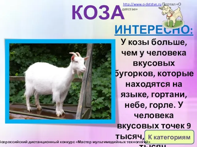 КОЗА ИНТЕРЕСНО: У козы больше, чем у человека вкусовых бугорков, которые находятся
