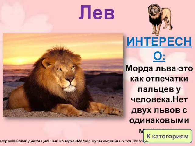 Лев ИНТЕРЕСНО: Морда льва-это как отпечатки пальцев у человека.Нет двух львов с