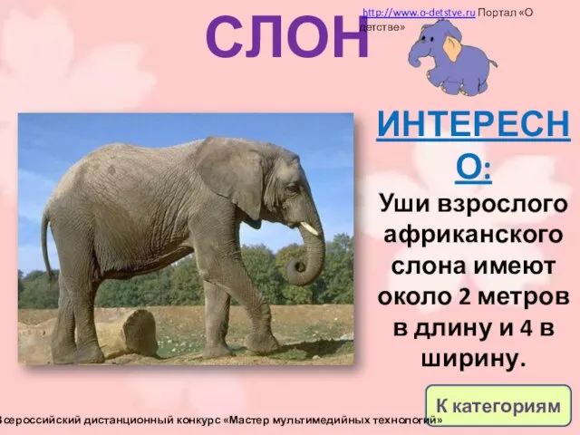 СЛОН ИНТЕРЕСНО: Уши взрослого африканского слона имеют около 2 метров в длину