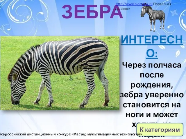 ЗЕБРА ИНТЕРЕСНО: Через полчаса после рождения, зебра уверенно становится на ноги и