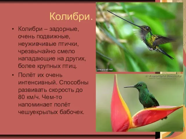 Колибри. Колибри – задорные, очень подвижные, неуживчивые птички, чрезвычайно смело нападающие на