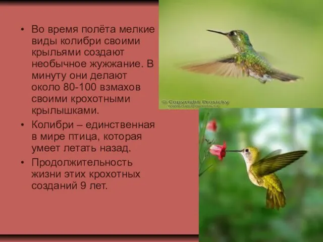 Во время полёта мелкие виды колибри своими крыльями создают необычное жужжание. В