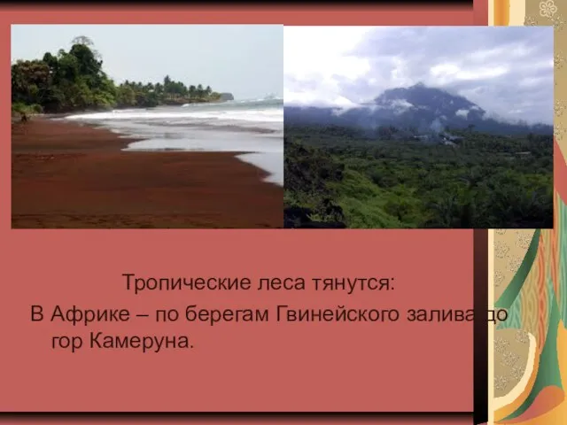 Тропические леса тянутся: В Африке – по берегам Гвинейского залива до гор Камеруна.