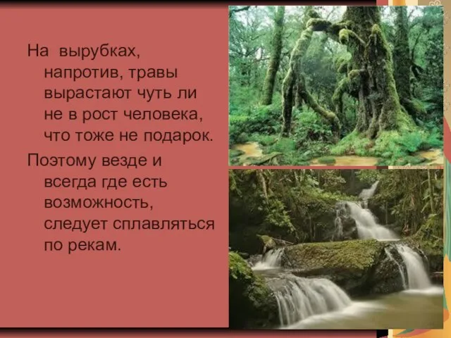 На вырубках, напротив, травы вырастают чуть ли не в рост человека, что