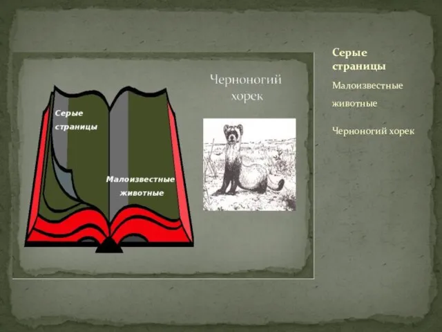 Малоизвестные животные Черноногий хорек Серые страницы