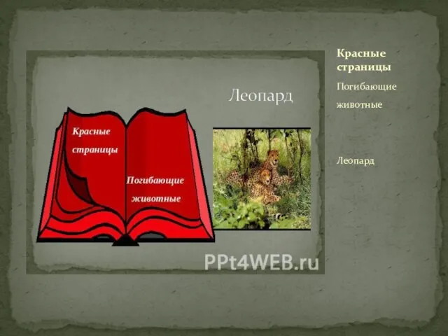 Погибающие животные Леопард Красные страницы