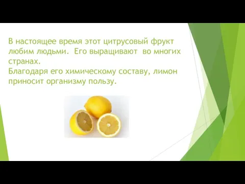 В настоящее время этот цитрусовый фрукт любим людьми. Его выращивают во многих