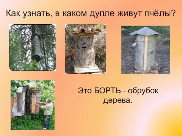 Как узнать, в каком дупле живут пчёлы? Это БОРТЬ - обрубок дерева.