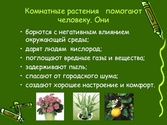 Комнатные растения помогают человеку. Они борются с негативным влиянием окружающей среды; дарят