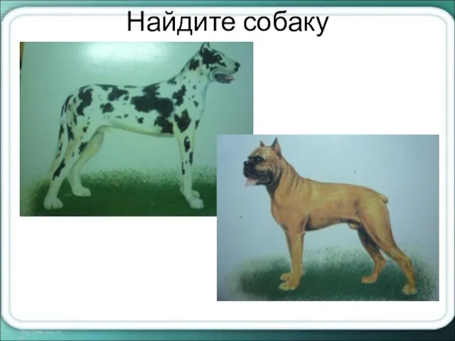 Найдите собаку