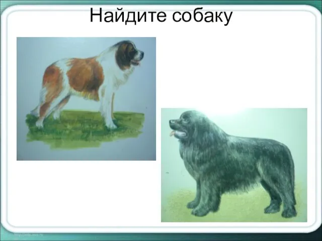 Найдите собаку