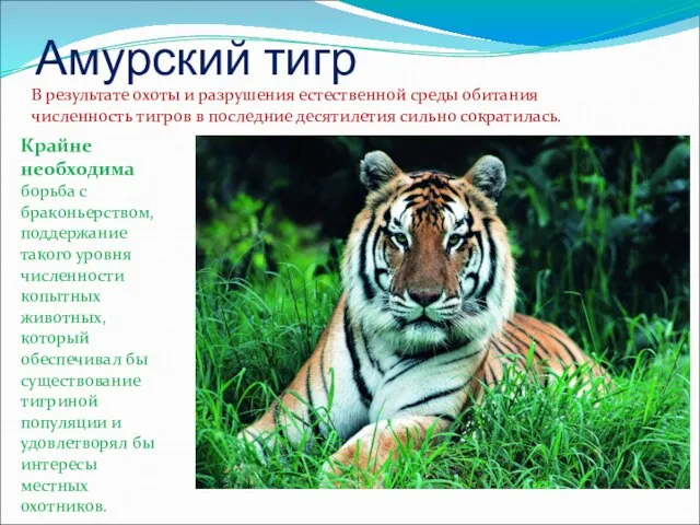 Амурский тигр В результате охоты и разрушения естественной среды обитания численность тигров