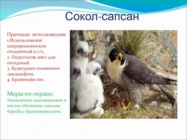 Сокол-сапсан Причины исчезновения: 1.Использование хлорорганических соединений в с/х. 2. Недостаток мест для