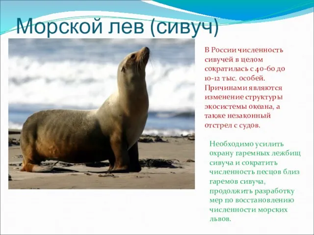 Морской лев (сивуч) В России численность сивучей в целом сократилась с 40-60