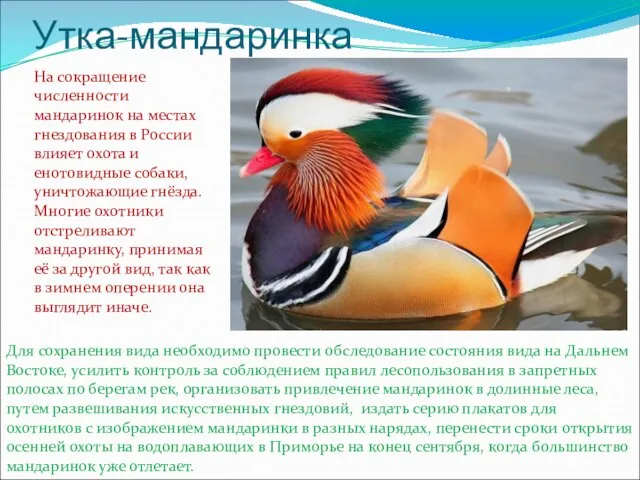 Утка-мандаринка На сокращение численности мандаринок на местах гнездования в России влияет охота