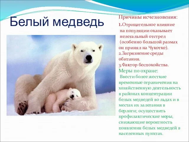 Белый медведь Причины исчезновения: 1.Отрицательное влияние на популяции оказывает нелегальный отстрел (особенно