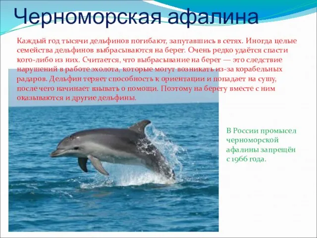 Черноморская афалина Каждый год тысячи дельфинов погибают, запутавшись в сетях. Иногда целые