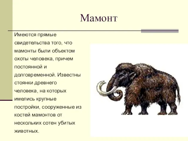 Мамонт Имеются прямые свидетельства того, что мамонты были объектом охоты человека, причем