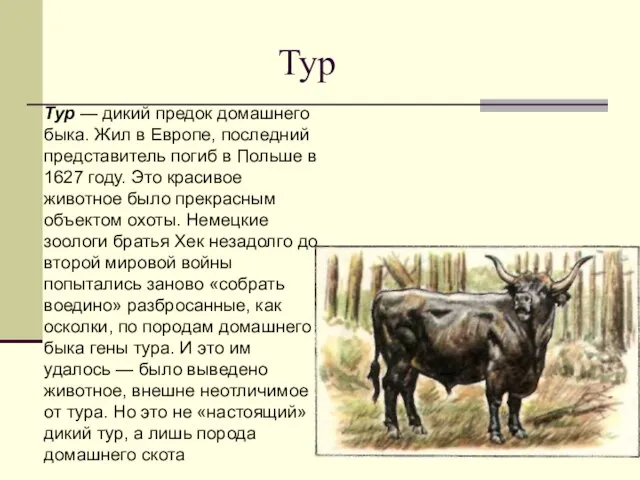 Тур Тур — дикий предок домашнего быка. Жил в Европе, последний представитель