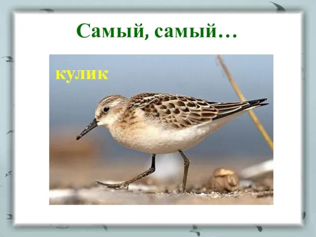 Самый, самый… кулик