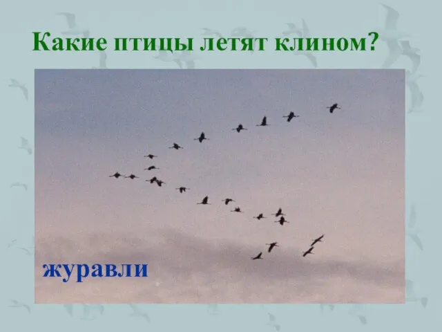 Какие птицы летят клином? журавли