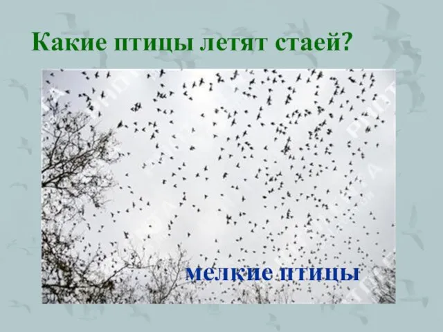 Какие птицы летят стаей? мелкие птицы