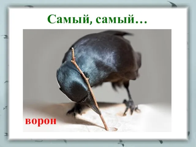 Самый, самый… ворон