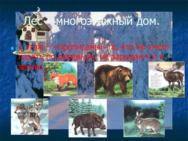 Лес – многоэтажный дом. 1 этаж – «прописаны» те, кто не умеет