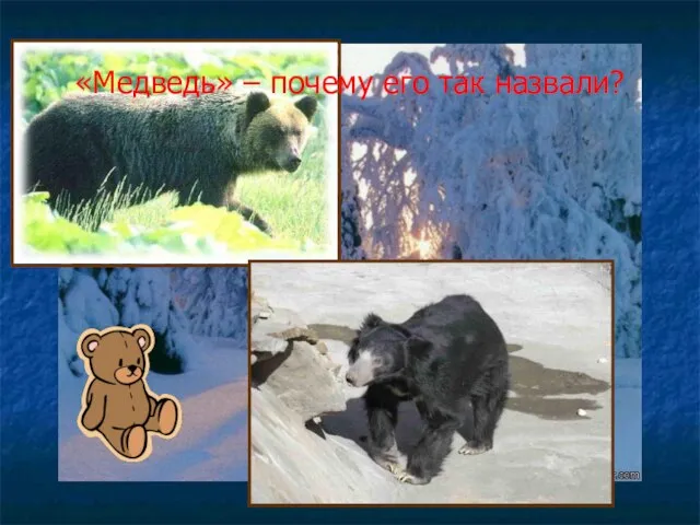 «Медведь» – почему его так назвали?
