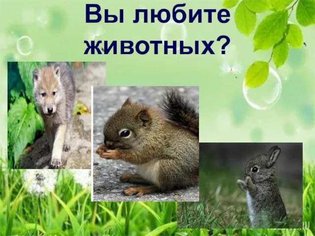 Вы любите животных?