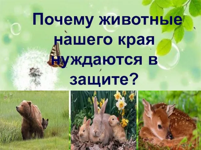 Почему животные нашего края нуждаются в защите?