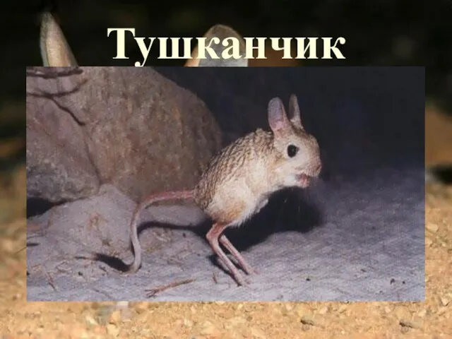 Тушканчик