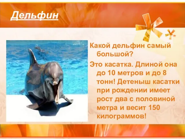 Дельфин Какой дельфин самый большой? Это касатка. Длиной она до 10 метров