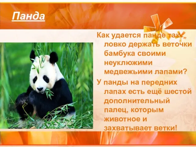 Панда Как удается панде так ловко держать веточки бамбука своими неуклюжими медвежьими