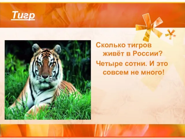 Тигр Сколько тигров живёт в России? Четыре сотни. И это совсем не много!
