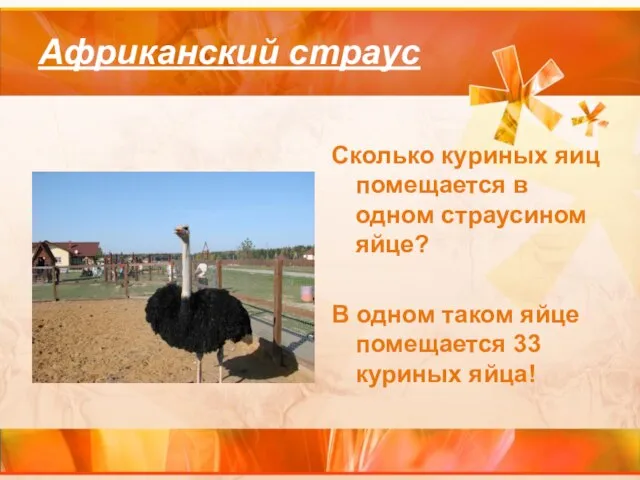 Африканский страус Сколько куриных яиц помещается в одном страусином яйце? В одном