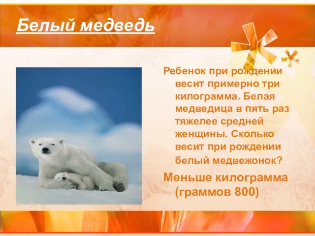 Белый медведь Ребенок при рождении весит примерно три килограмма. Белая медведица в