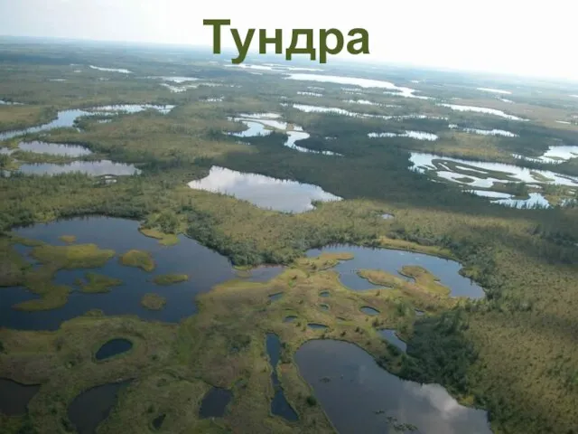 Тундра