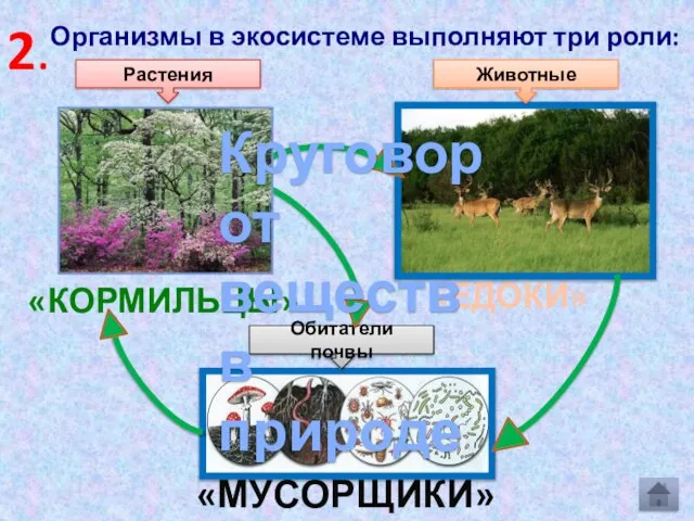 Организмы в экосистеме выполняют три роли: «КОРМИЛЬЦЫ» «ЕДОКИ» «МУСОРЩИКИ» Растения Животные Обитатели