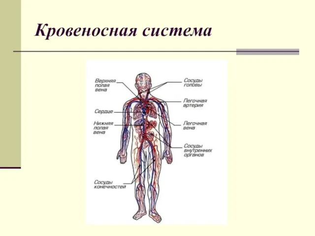 Кровеносная система